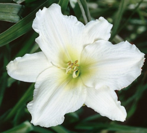 Hemerocallis 'Texas Sunlight'    v.9