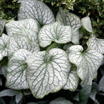 Brunnera macr. 'Alexander's Great' v.9
