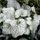 Brunnera macr. 'Alexander's Great' v.9