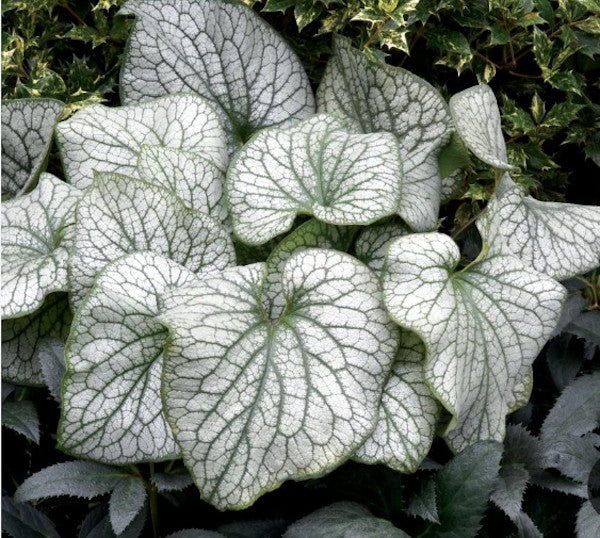 Brunnera macr. 'Alexander's Great' v.9