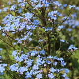 Brunnera macr. 'Alexander's Great' v.9