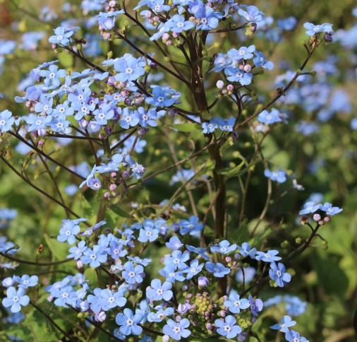 Brunnera macr. 'Alexander's Great' v.9