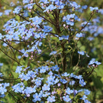 Brunnera macr. 'Diane's Gold' ® v.9