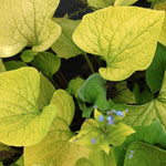 Brunnera macr. 'Diane's Gold' ® v.9