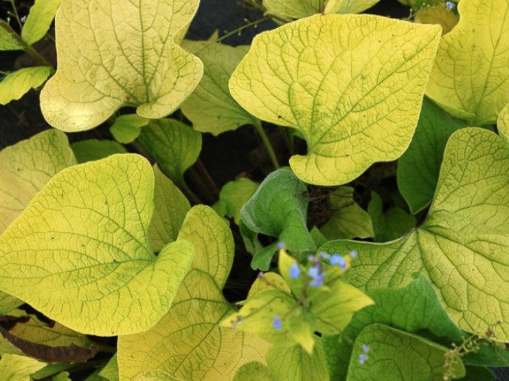 Brunnera macr. 'Diane's Gold' ® v.9