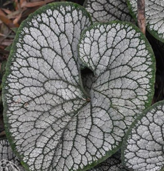 Brunnera  Macr. Sea Heart