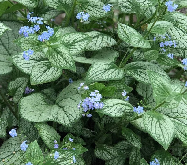 Brunnera  Macr. Sea Heart