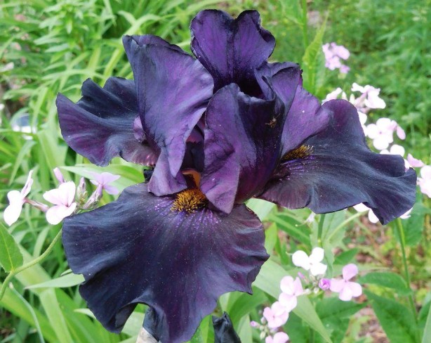 Iris (G) 'Black Knight' v.9