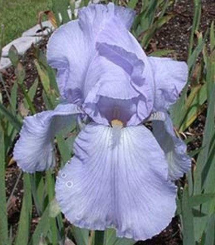 Iris (G) 'Blue Sapphire' v.9