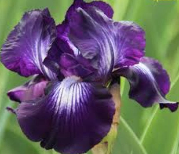Iris (G) 'Exotic Star'  v.9