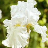 Iris germanica Immortality  v.9