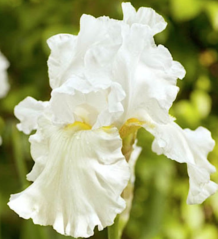 Iris germanica Immortality  v.9