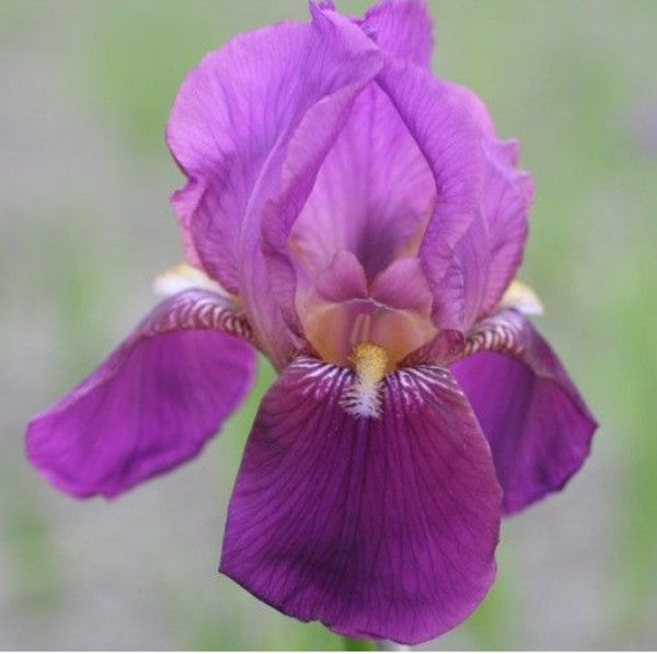Iris germanica Imperator  v.9