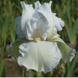 Iris (G) 'Lady Snowflake'  v.9
