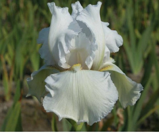 Iris (G) 'Lady Snowflake'  v.9