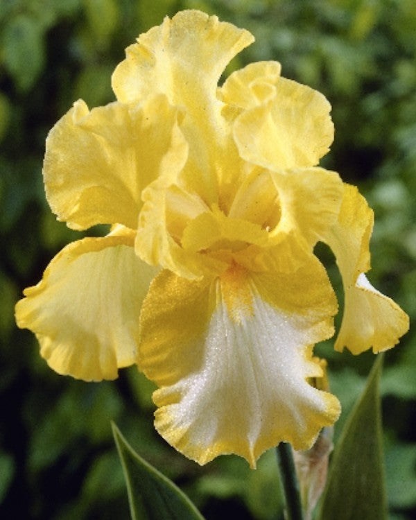 Iris (G) 'Lime Fizz'   v.9