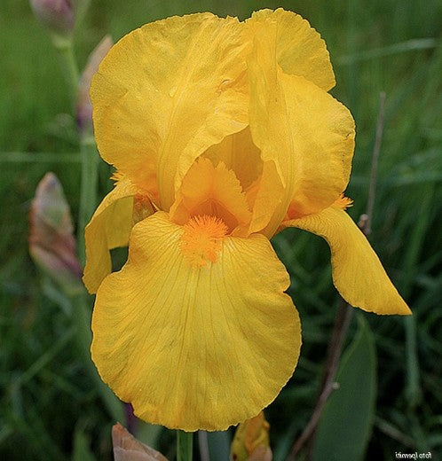 Iris (G) 'Ola Kala'    v.9