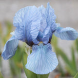 Iris pumila azurea v.9