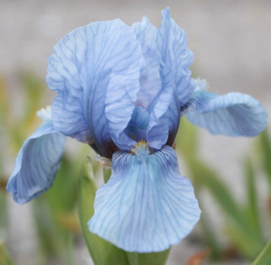 Iris pumila azurea v.9