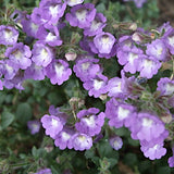 chaenorhinum origanifolium blue dream v.9