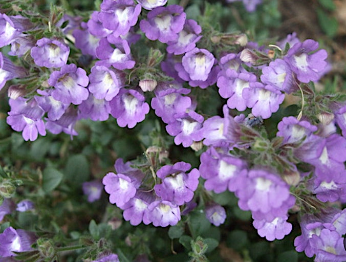 chaenorhinum origanifolium blue dream v.9
