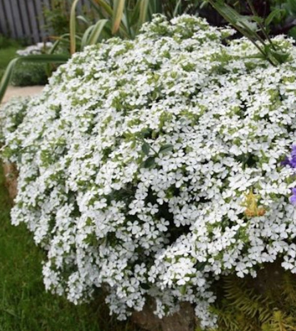 Saponaria Ocymoides snow Tip v.9