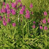 STACHYS monnieri 'Hummelo' v.9