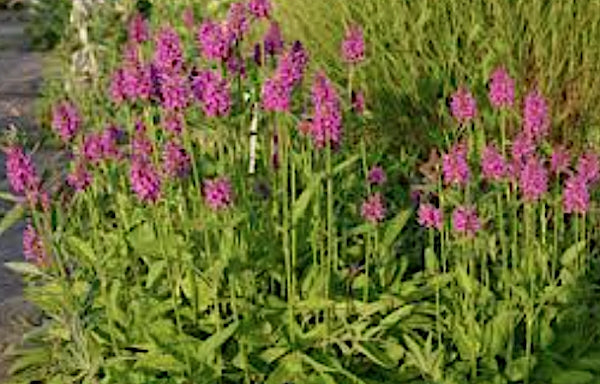 STACHYS monnieri 'Hummelo' v.9