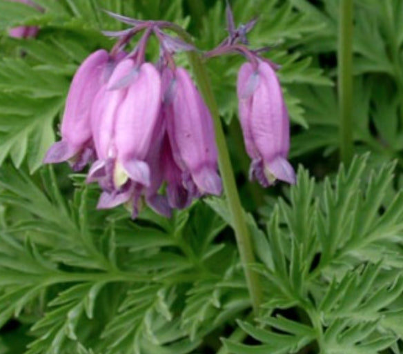 Dicentra Formosa vaso  lt.1