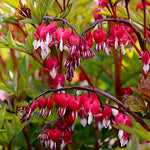 Dicentra spectabilis Valentine vaso  lt.1
