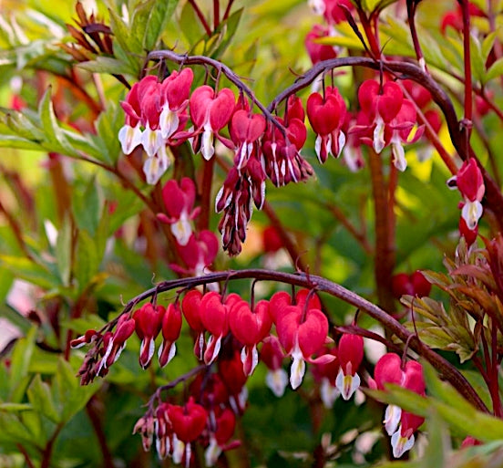 Dicentra spectabilis Valentine vaso  lt.1