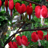 Dicentra spectabilis Valentine vaso  lt.1