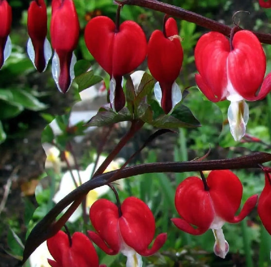 Dicentra spectabilis Valentine vaso  lt.1
