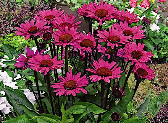 Echinacea  Fatal Attraction ® vaso 1 lt.