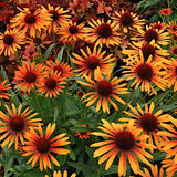 Echinacea  Flame Thrower ® vaso 1 lt.