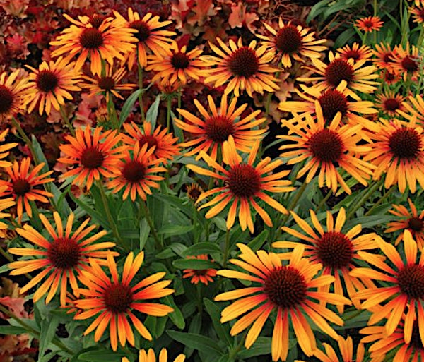 Echinacea  Flame Thrower ® vaso 1 lt.