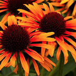 Echinacea  Flame Thrower ® vaso 1 lt.