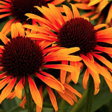 Echinacea  Flame Thrower ® vaso 1 lt.