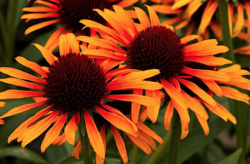 Echinacea  Flame Thrower ® vaso 1 lt.