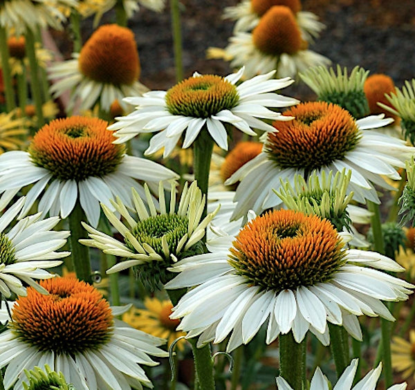 Echinacea  Fragrant Angel ® vaso 1 lt.