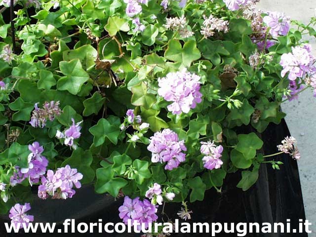 Pelargonium Green Eyes