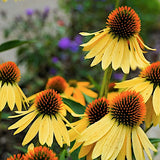 Echinacea  Harvest Moon ® vaso