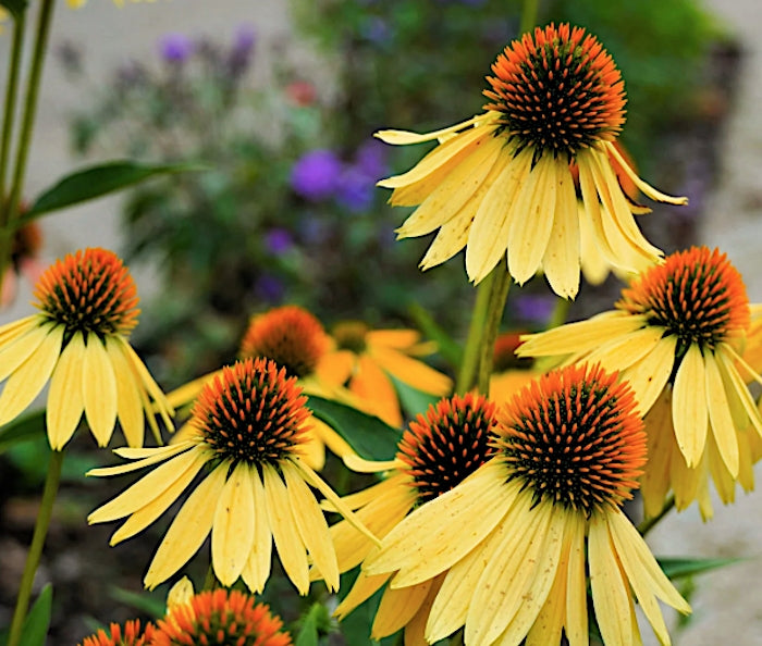 Echinacea  Harvest Moon ® vaso