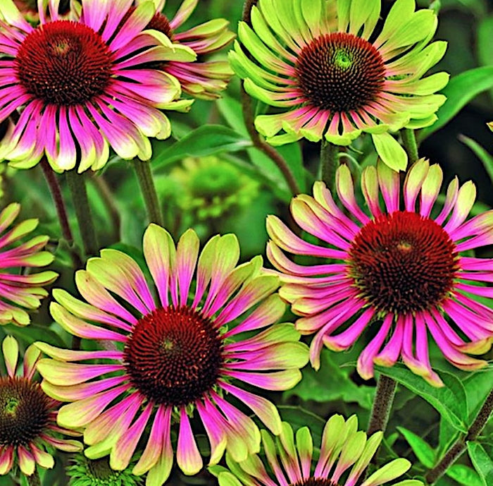 Echinacea  Green Envy ® vaso 1 lt.