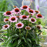 Echinacea Hope (r)