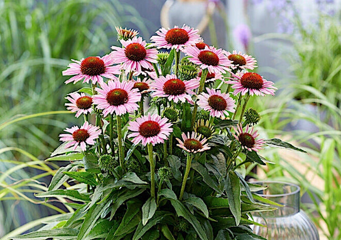 Echinacea Hope (r)