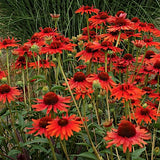 Echinacea Hot Lava (r)