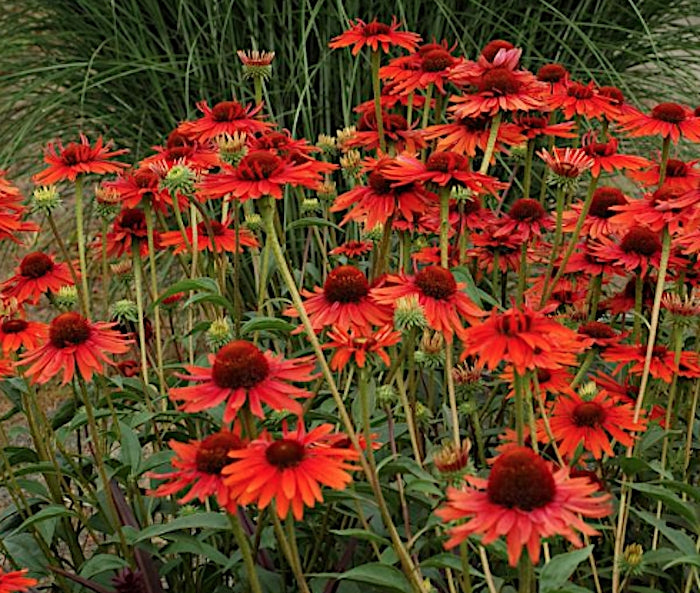 Echinacea Hot Lava (r)