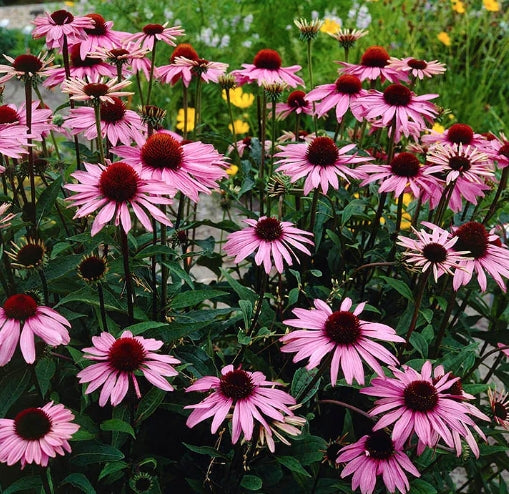 Echinacea Merlot (r)  vaso 1 litro