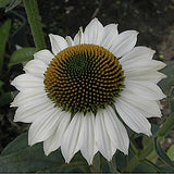 Echinacea Purity (r)  vaso 1 lt.